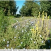 polyom bellargus biotope1 kher